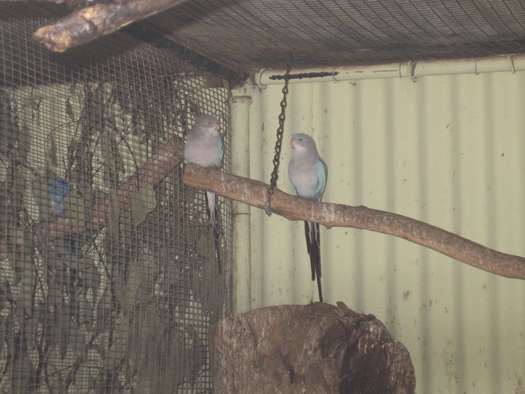 Blue Princess Parrots