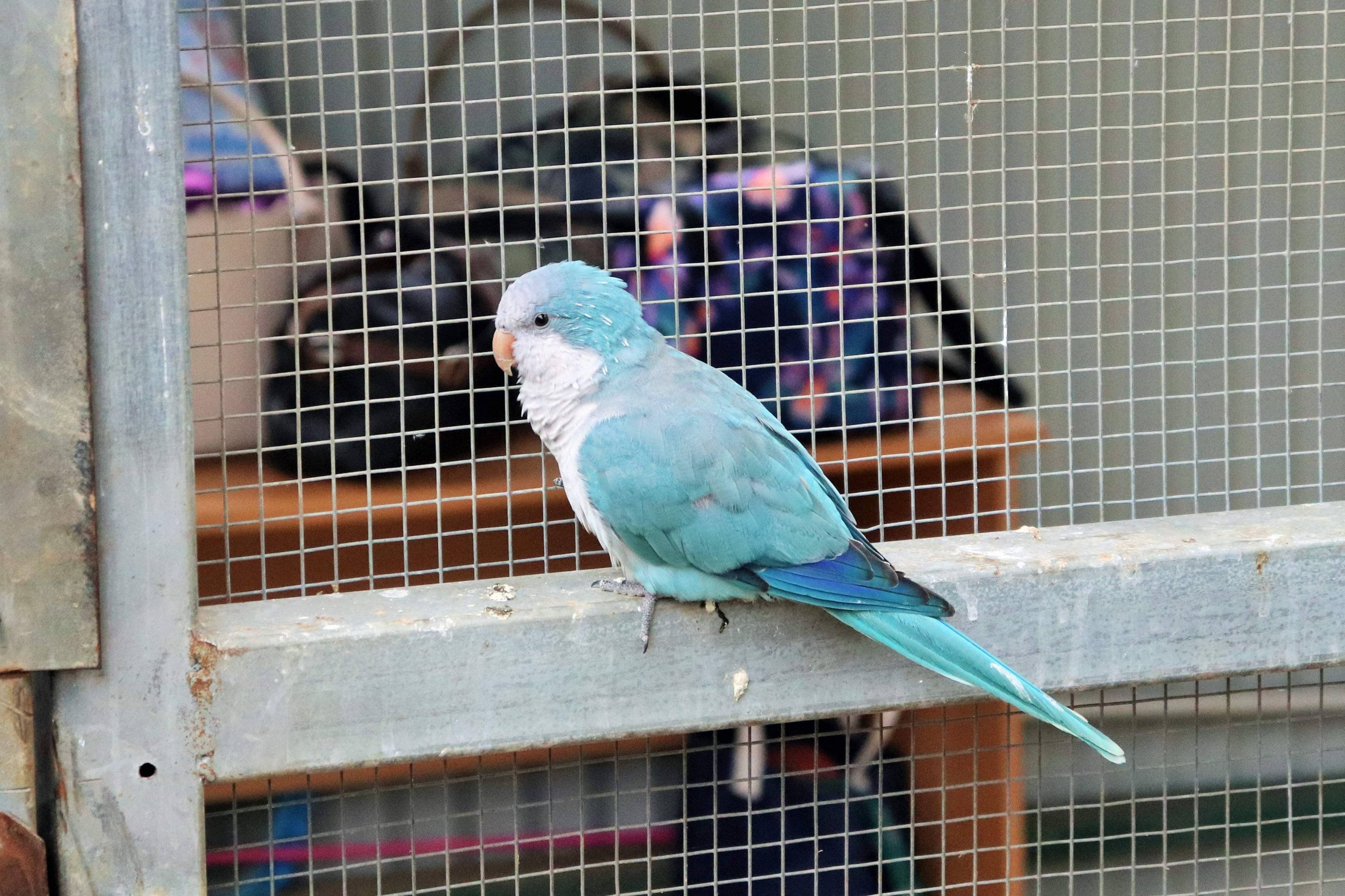 Blue Quaker Parrot (Myiopsitta monachus)