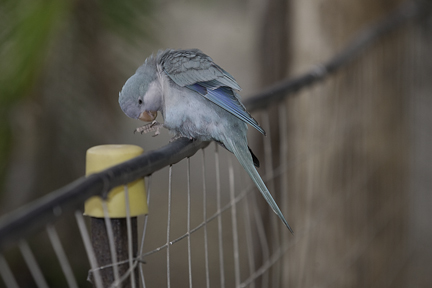 Blue Quaker Parrot