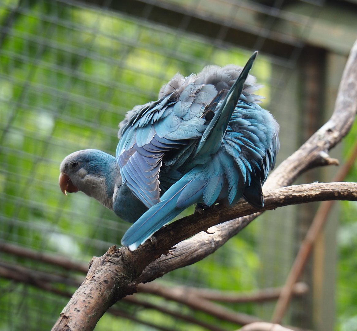 Blue Quaker parrots mating (Myiopsitta monachus), 2019-05-25