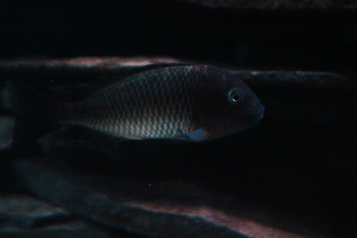 'Blue rainbow' blunthead cichlid (Tropheus moorii sp. chaitika)