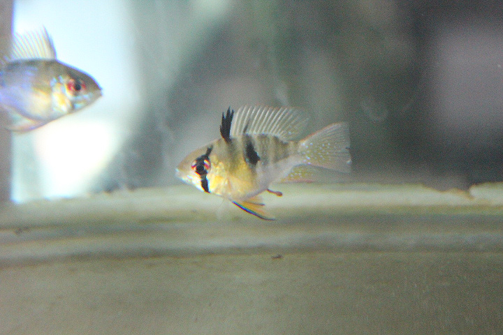 Blue ram (Mikrogeophagus ramirezi)