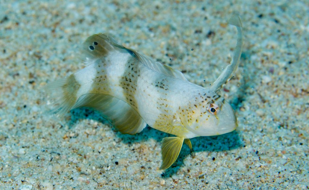 Blue Razorfish juvenile