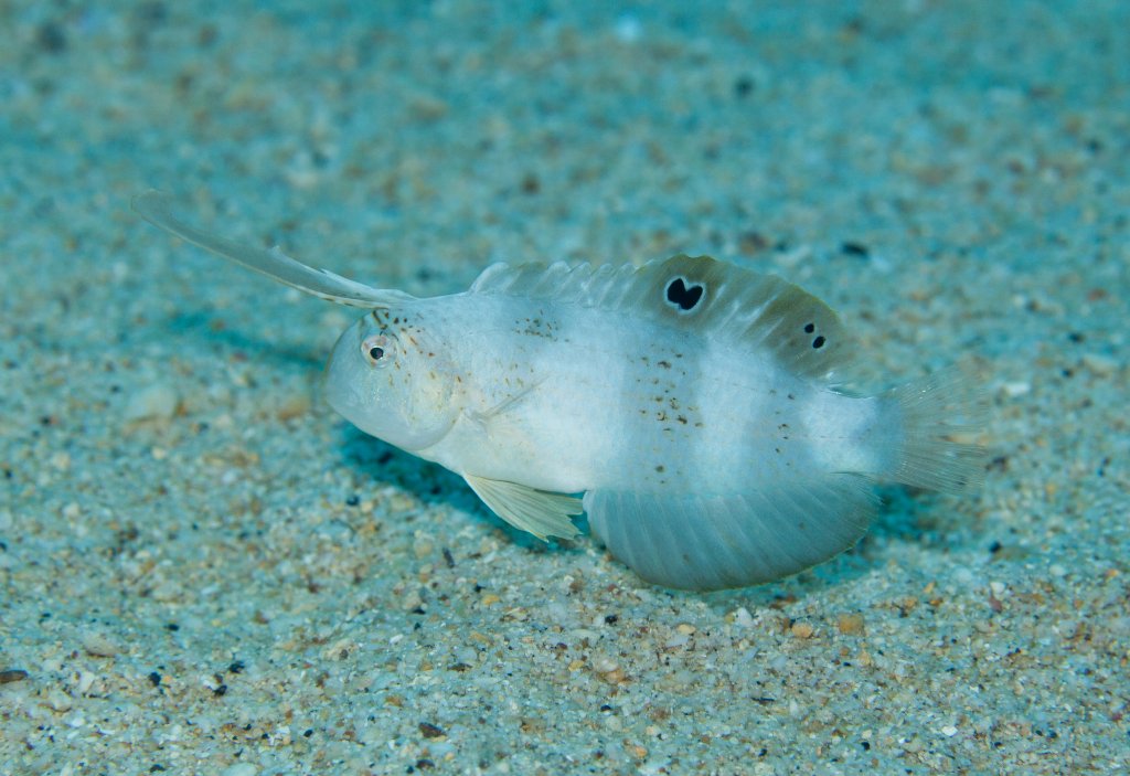 Blue Razorfish juvenile