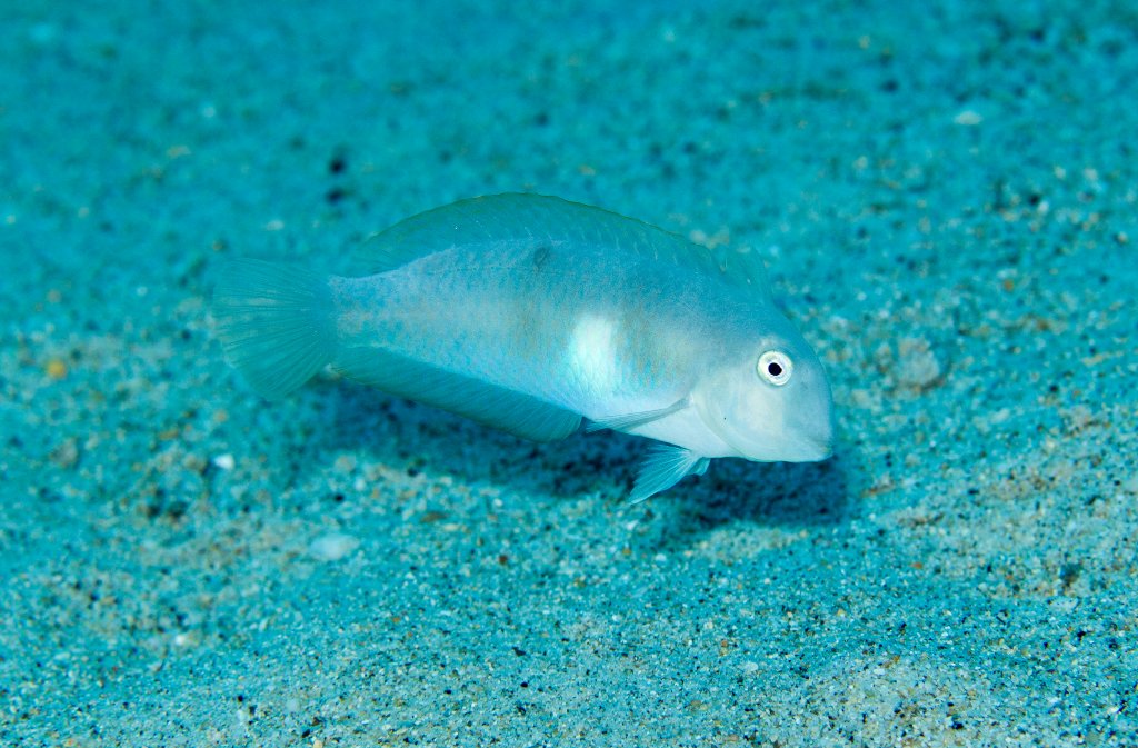 Blue Razorfish