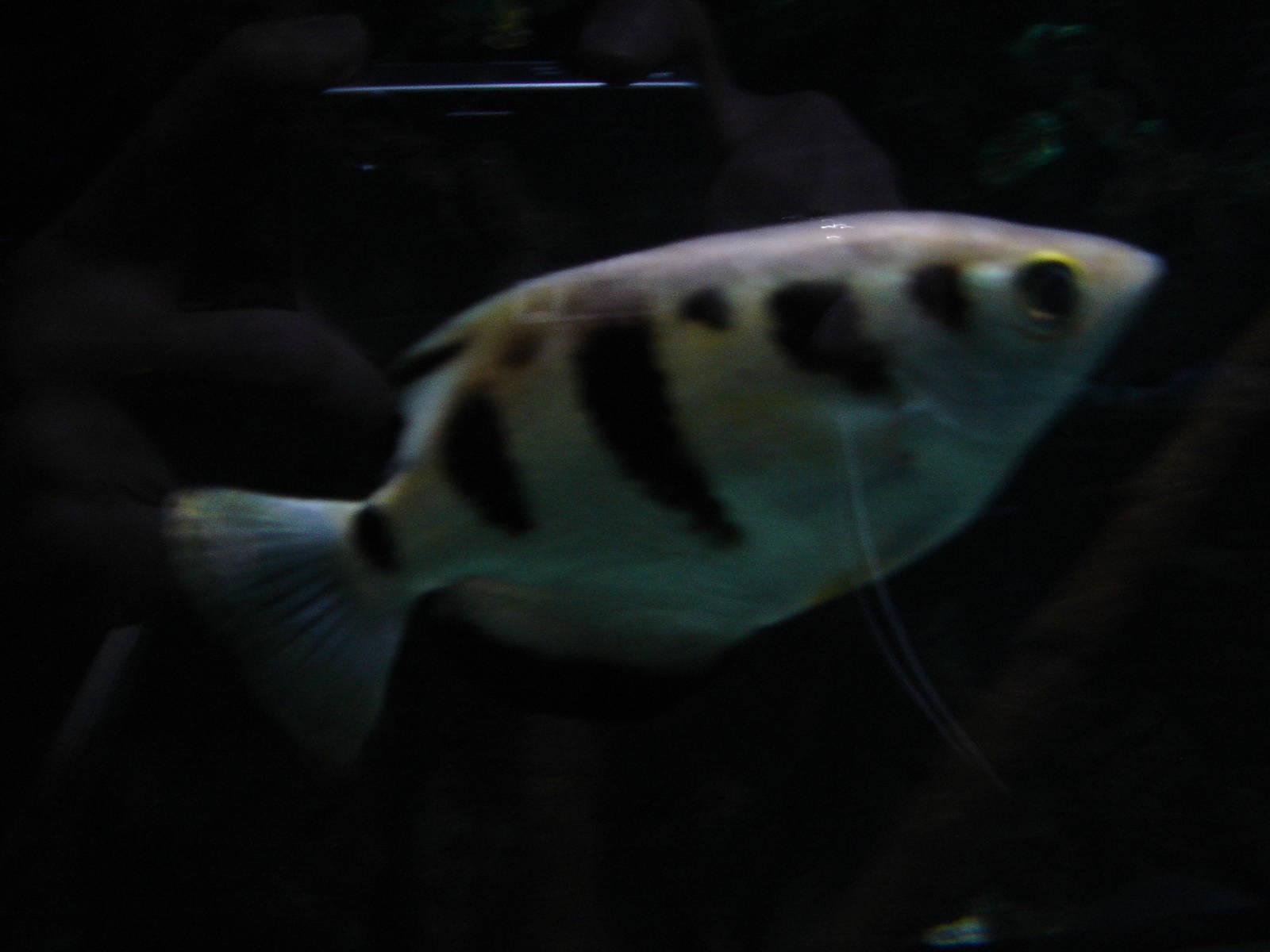 Blue Reef Aquarium  2008