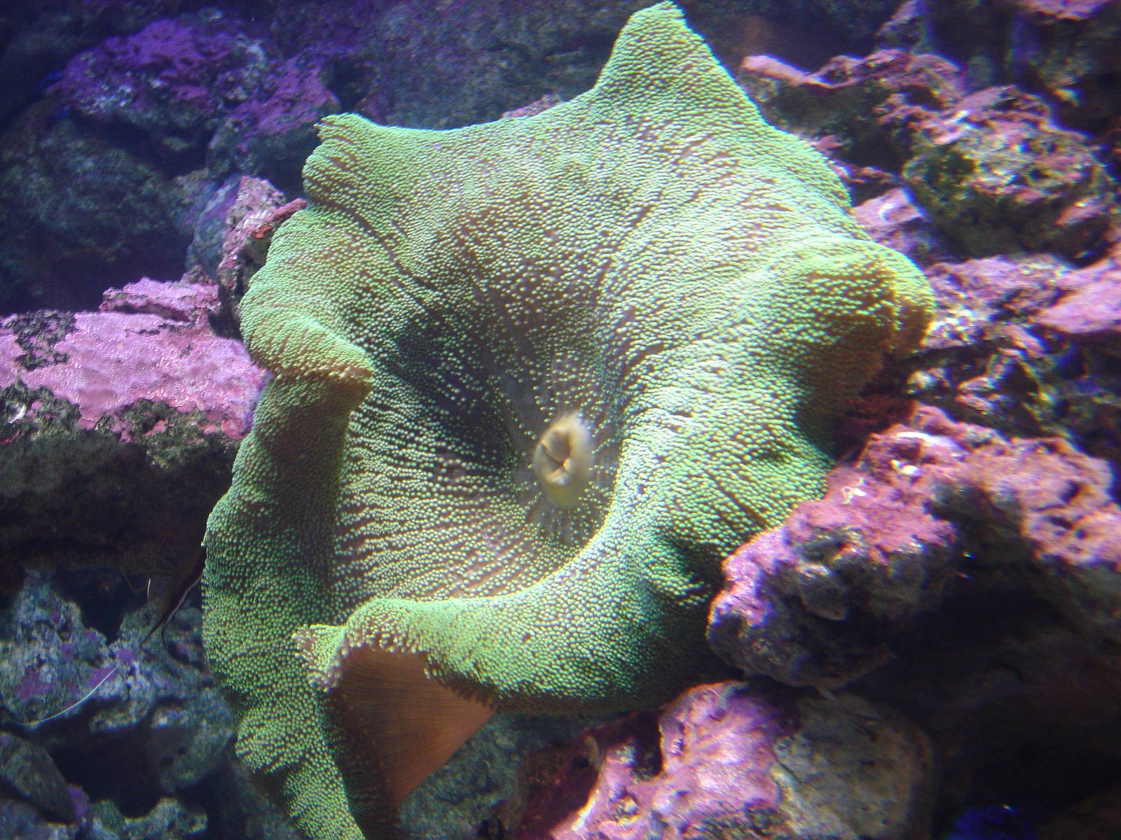 Blue Reef Aquarium  2008