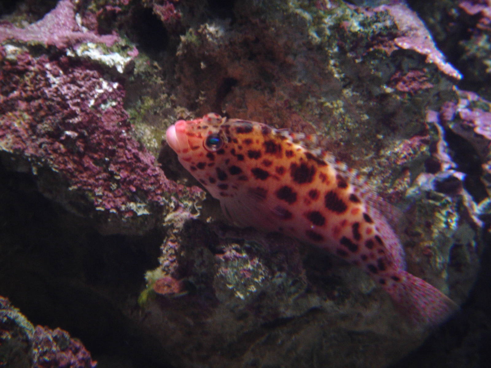 Blue Reef Aquarium  2008