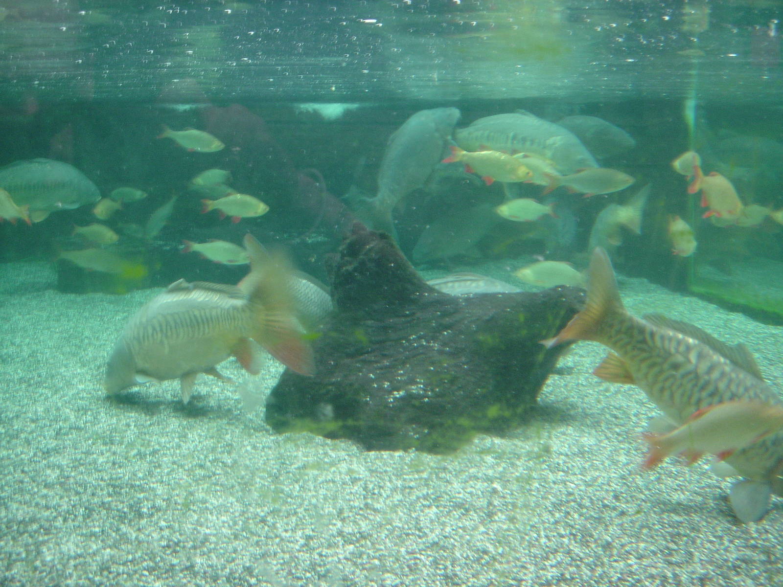 Blue Reef Aquarium  2008