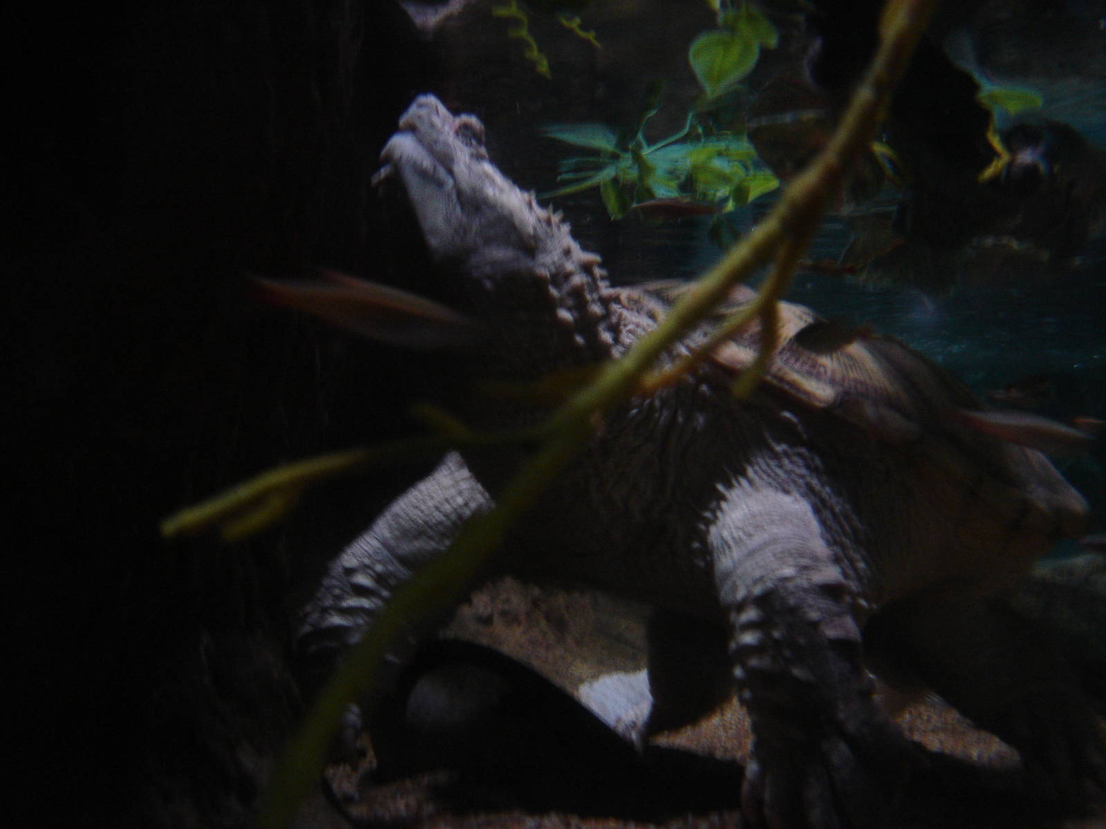 Blue Reef Aquarium  2008