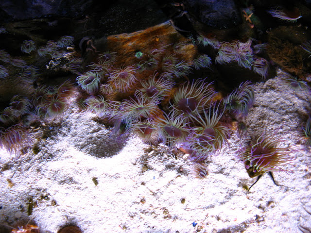 Blue Reef Aquarium 25.04.2009