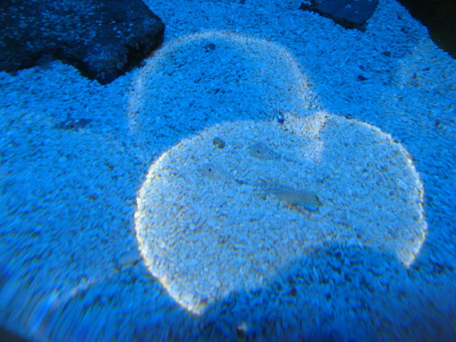 Blue Reef Aquarium 25.04.2009