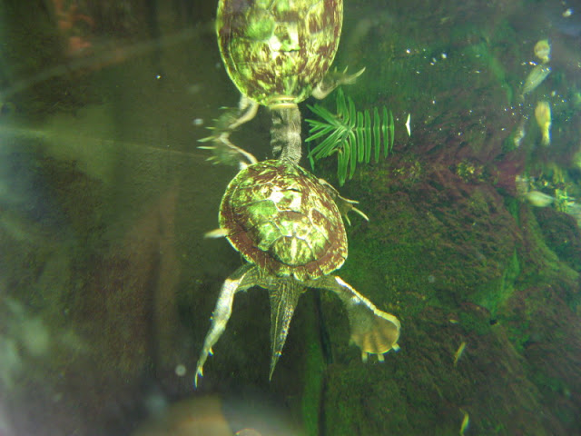 Blue Reef Aquarium 25.04.2009