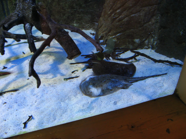 Blue Reef Aquarium 25.04.2009