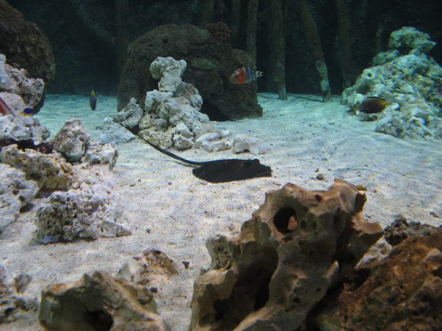 Blue Reef Aquarium 25.04.2009