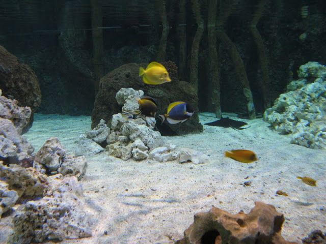 Blue Reef Aquarium 25.04.2009