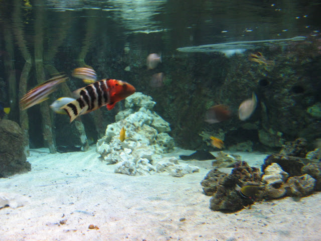 Blue Reef Aquarium 25.04.2009