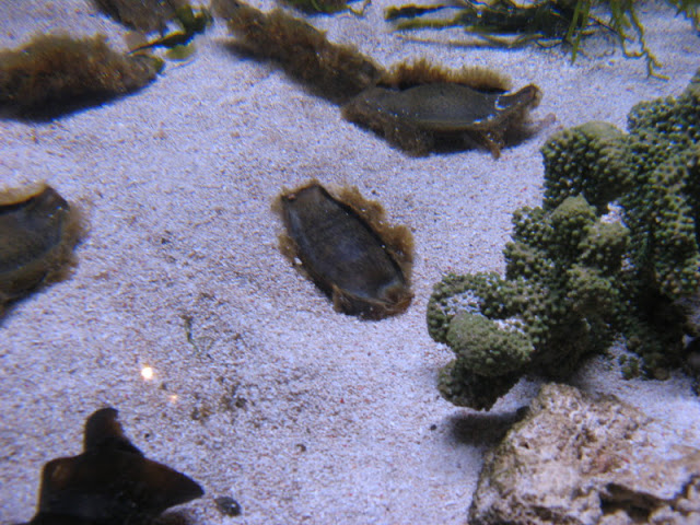 Blue Reef Aquarium 25.04.2009