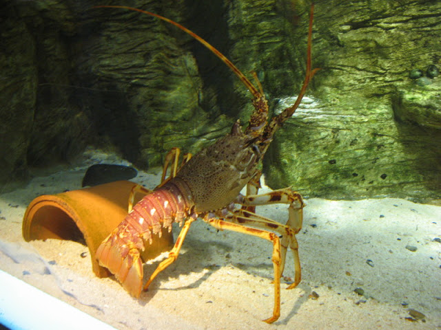 Blue Reef Aquarium 25.04.2009