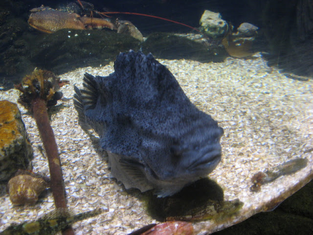 Blue Reef Aquarium 25.04.2009