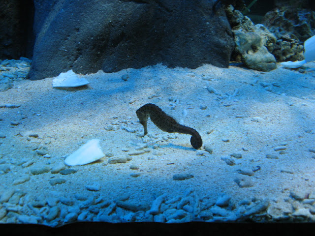 Blue Reef Aquarium 25.04.2009