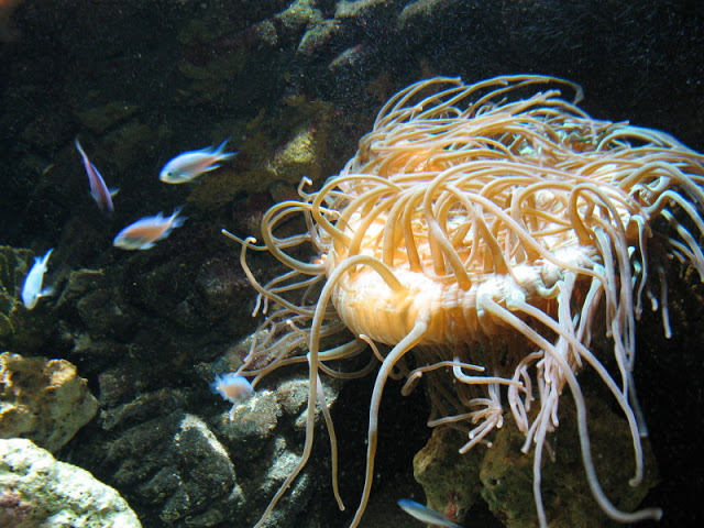 Blue Reef Aquarium 25.04.2009