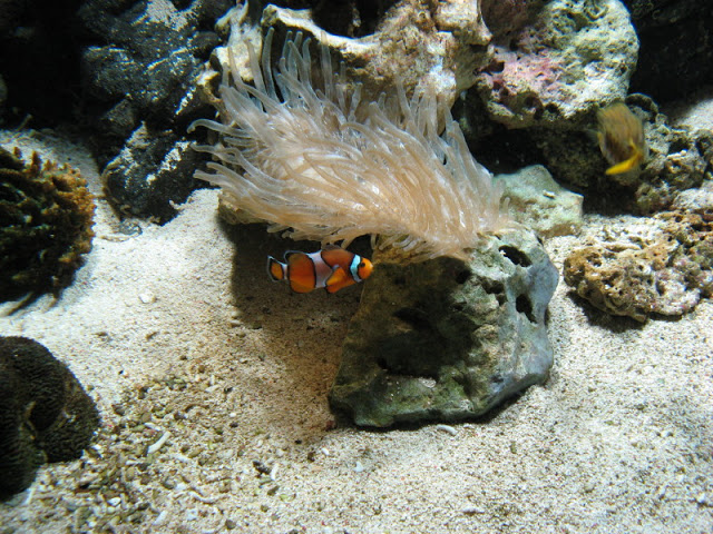 Blue Reef Aquarium 25.04.2009