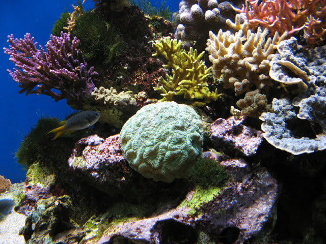 Blue Reef Aquarium 25.04.2009