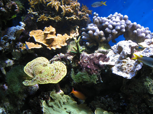 Blue Reef Aquarium 25.04.2009