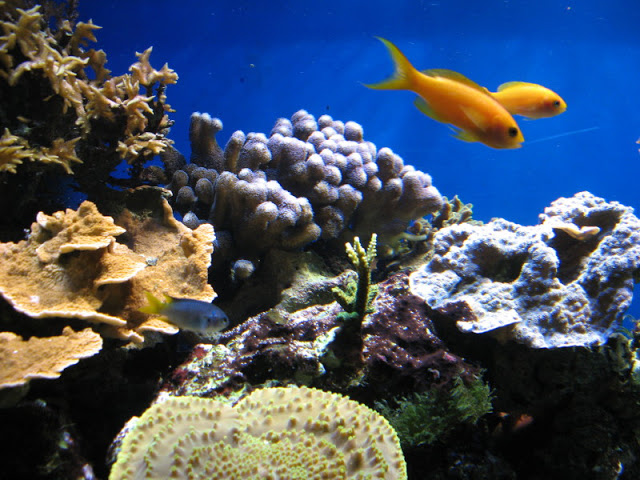 Blue Reef Aquarium 25.04.2009