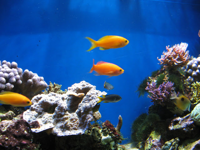 Blue Reef Aquarium 25.04.2009