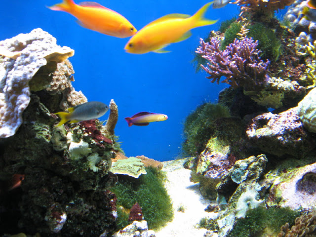 Blue Reef Aquarium 25.04.2009
