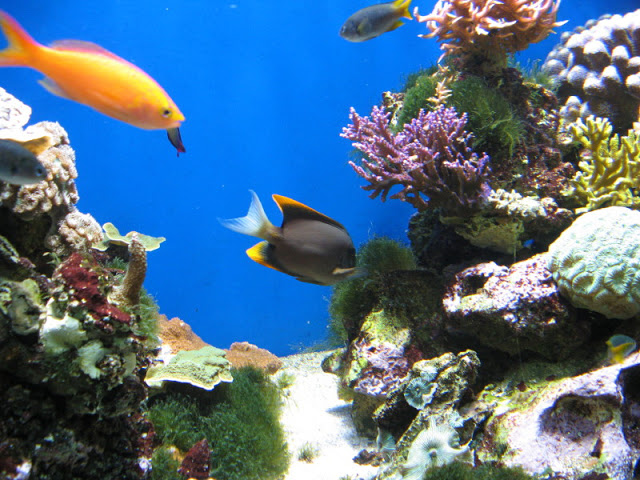 Blue Reef Aquarium 25.04.2009