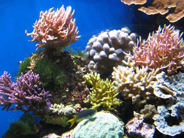Blue Reef Aquarium 25.04.2009