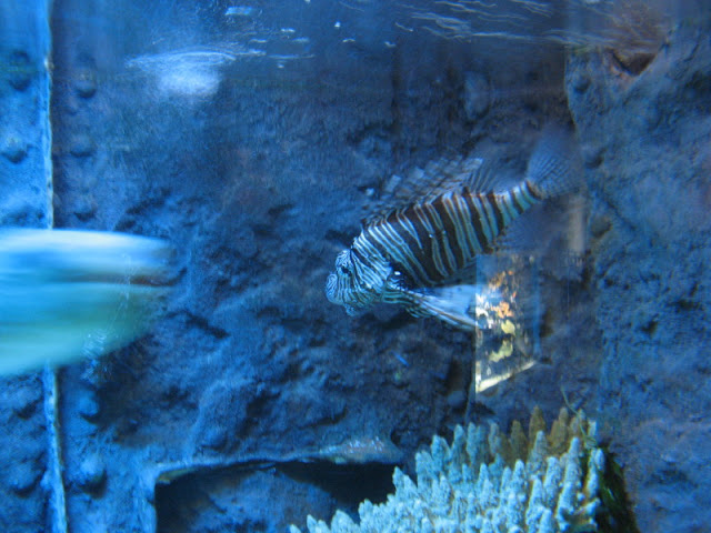Blue Reef Aquarium 25.04.2009