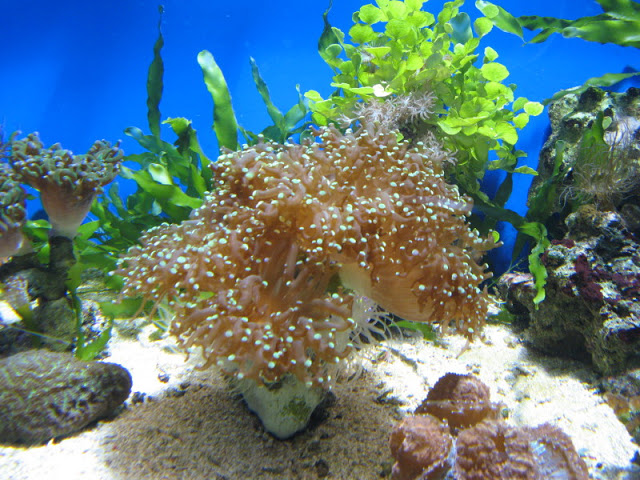 Blue Reef Aquarium 25.04.2009