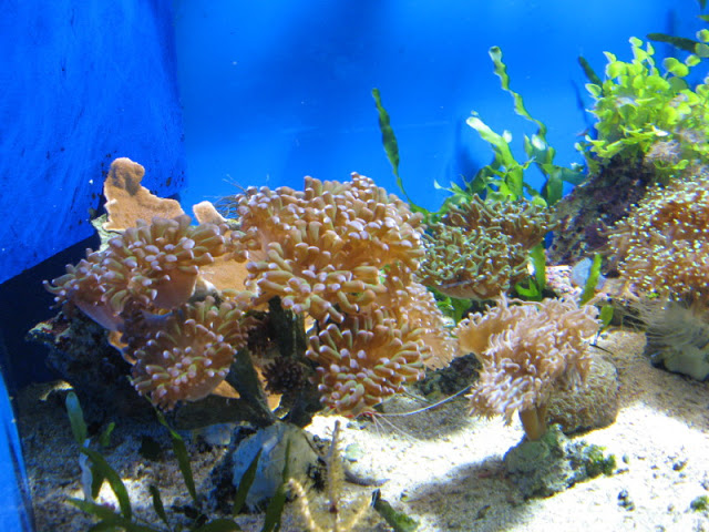 Blue Reef Aquarium 25.04.2009