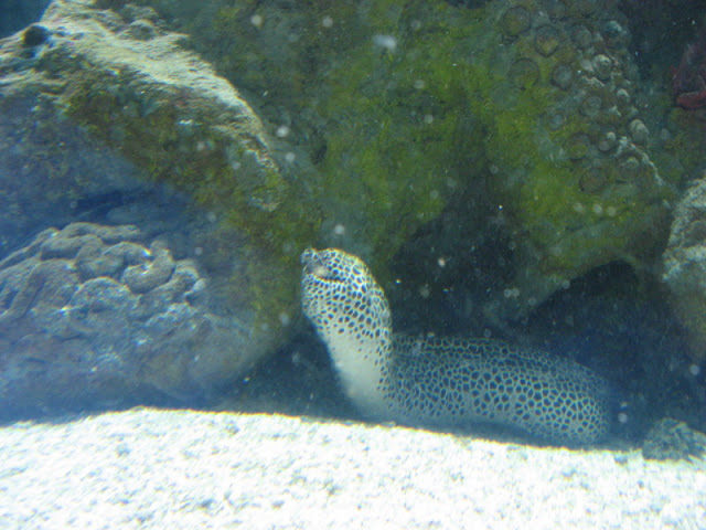 Blue Reef Aquarium 25.04.2009