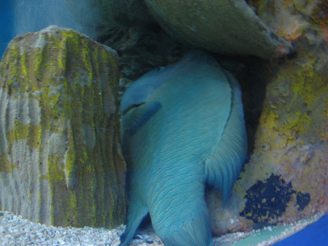 Blue Reef Aquarium 25.04.2009