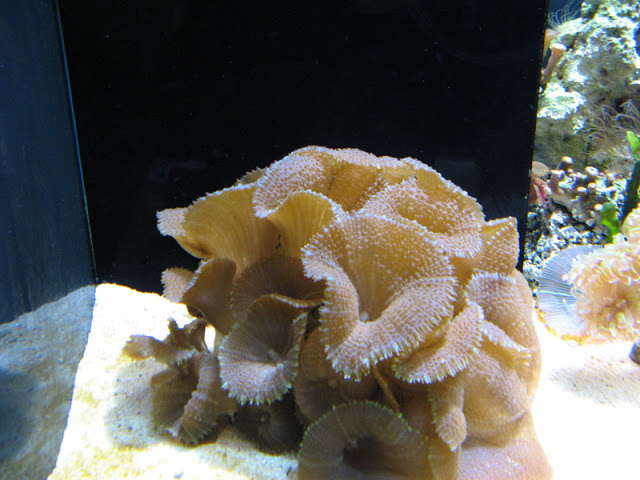 Blue Reef Aquarium 25.04.2009