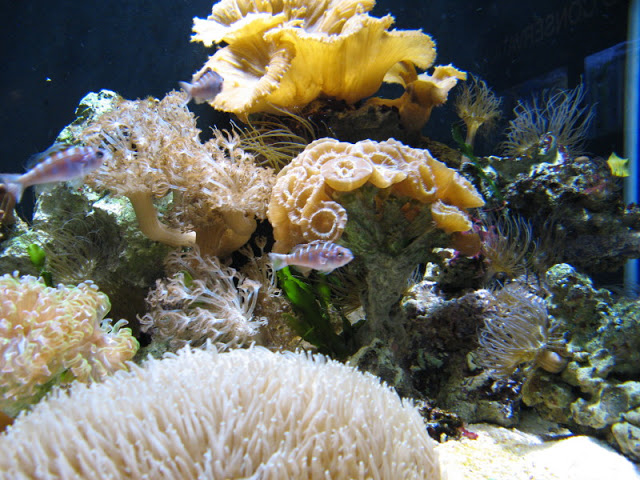 Blue Reef Aquarium 25.04.2009