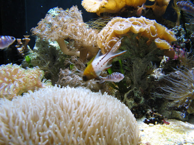 Blue Reef Aquarium 25.04.2009