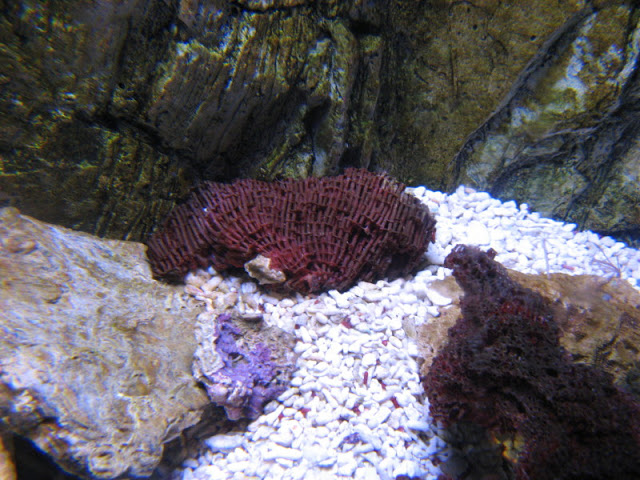 Blue Reef Aquarium 25.04.2009