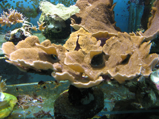 Blue Reef Aquarium 25.04.2009