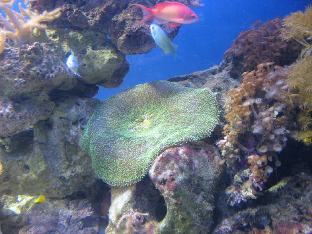 Blue Reef Aquarium 25.04.2009