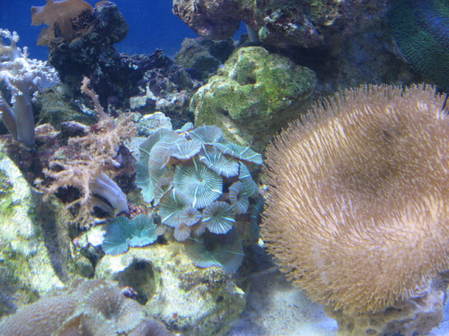 Blue Reef Aquarium 25.04.2009