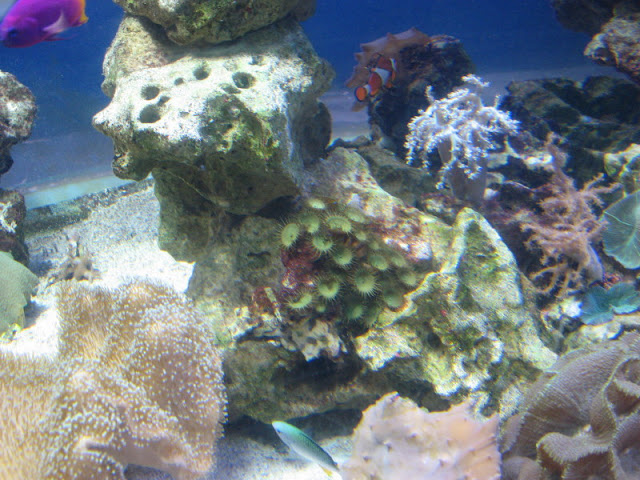 Blue Reef Aquarium 25.04.2009