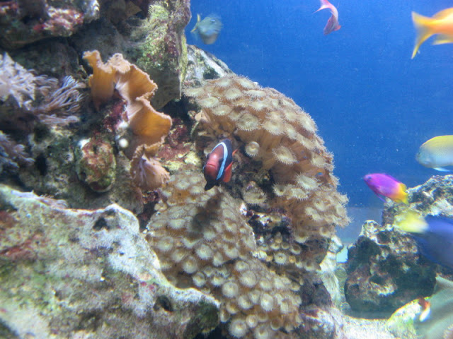 Blue Reef Aquarium 25.04.2009