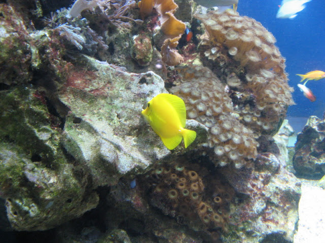 Blue Reef Aquarium 25.04.2009