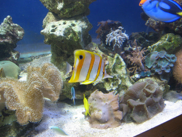 Blue Reef Aquarium 25.04.2009